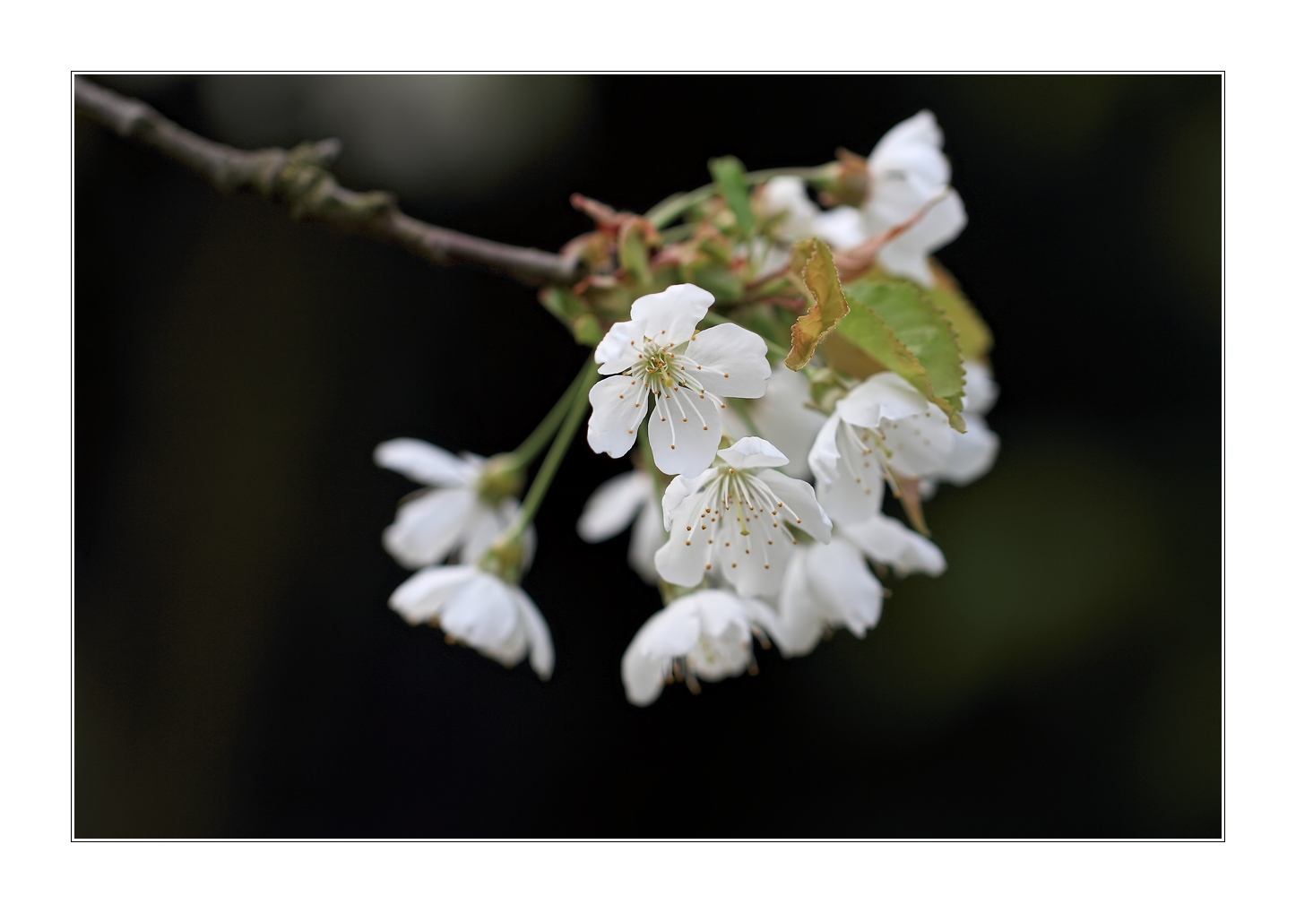 In unserem Garten