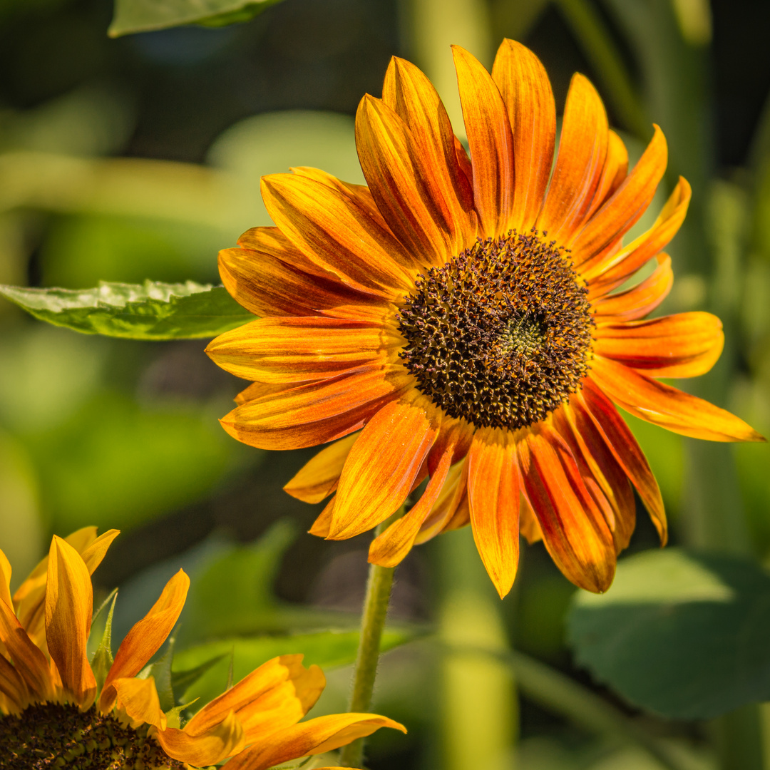  in unserem Garten 