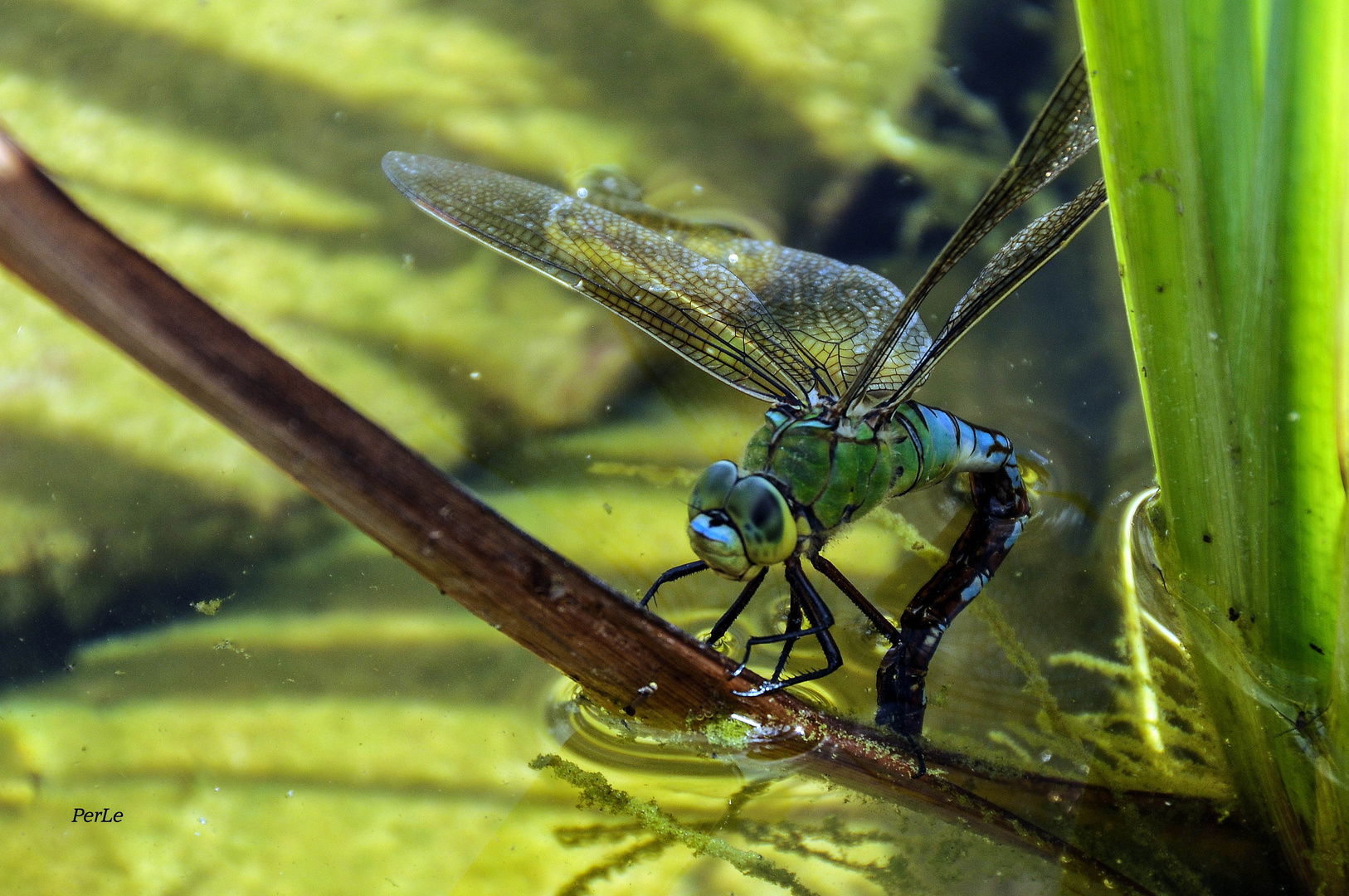 In unserem Gartenteich