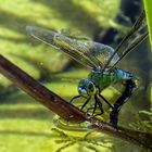 In unserem Gartenteich