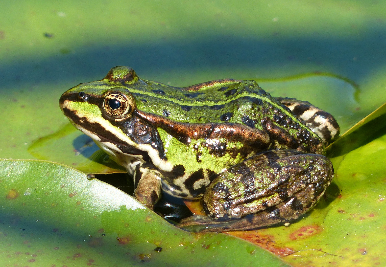 ... in unserem Gartenteich