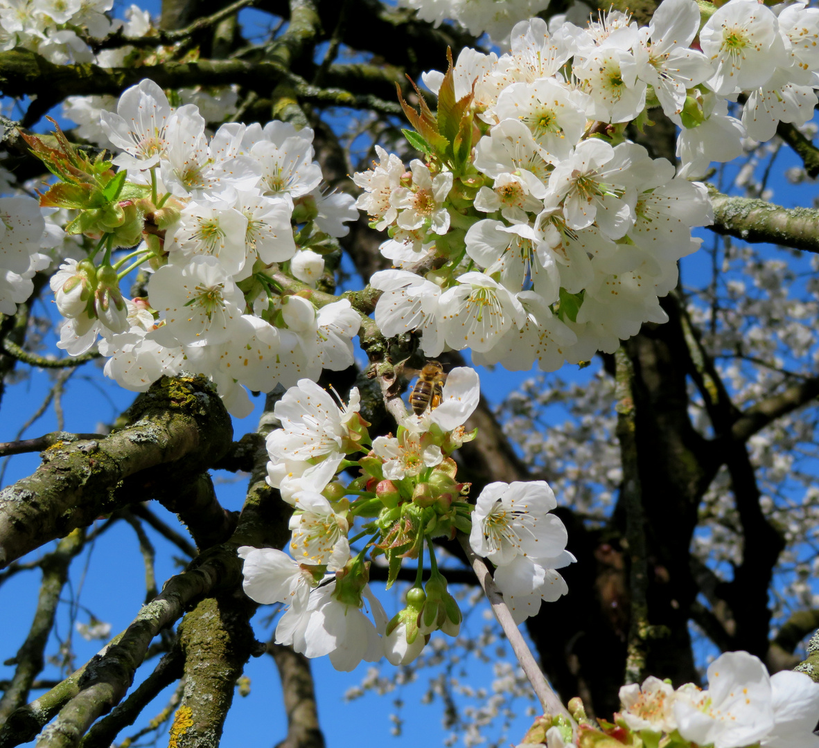 in unserem Kirschbaum da ist Leben ...