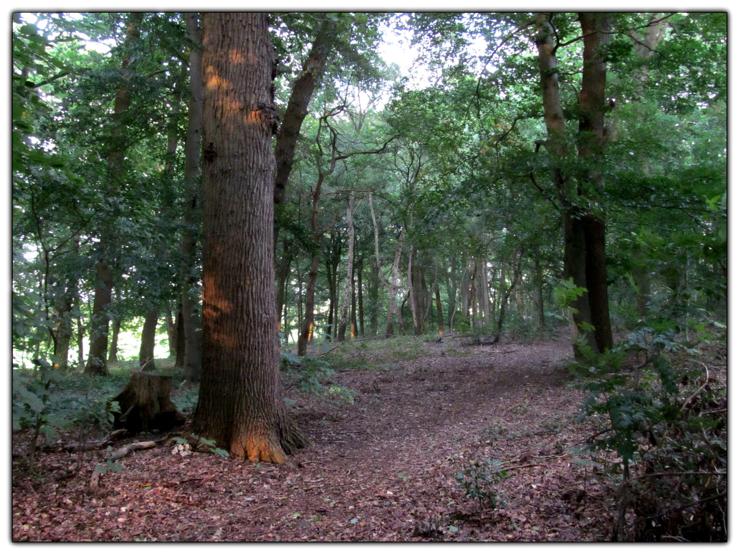  in unserem kleinem Wald ..