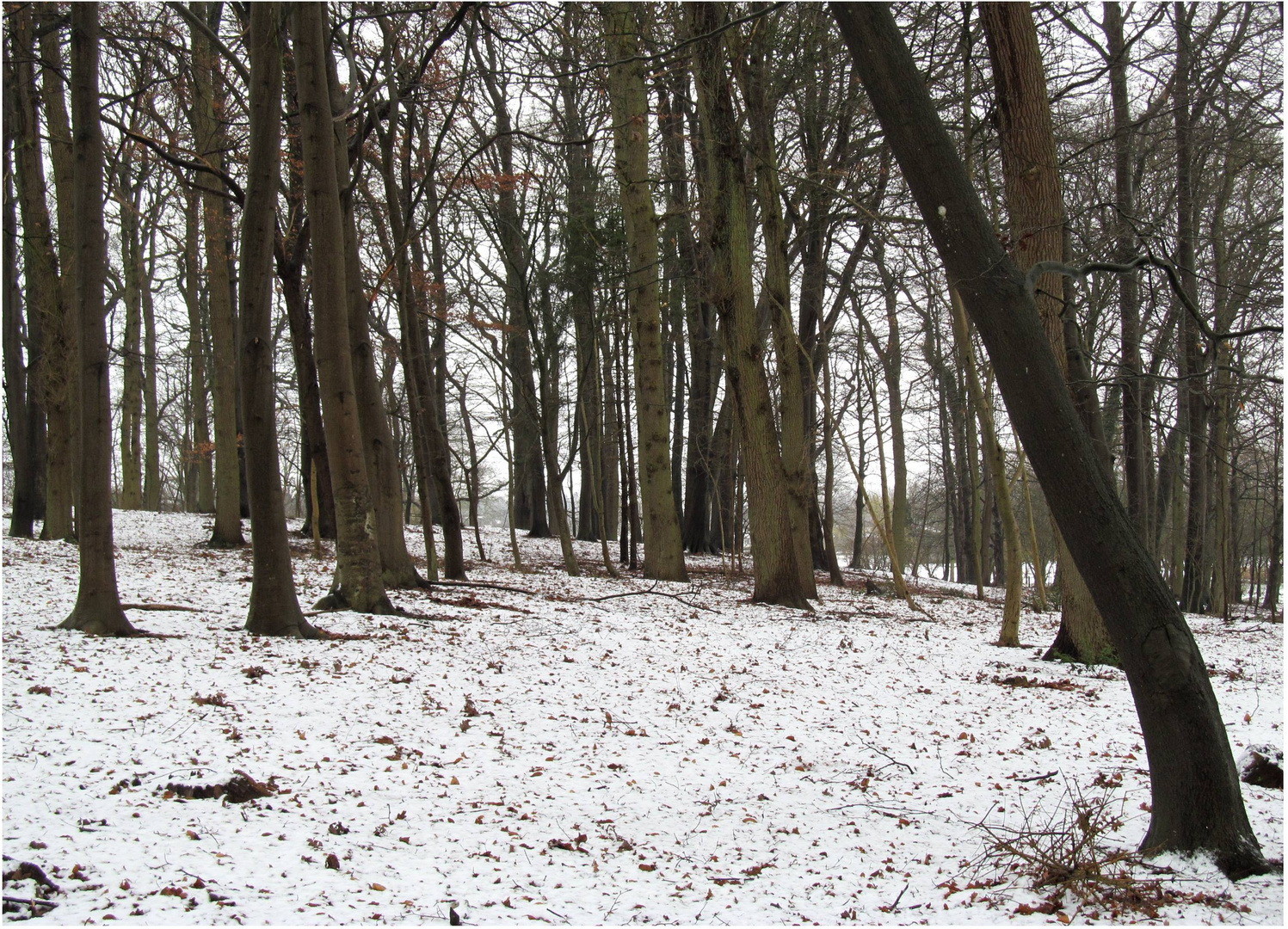 in unserem kleinen Wald