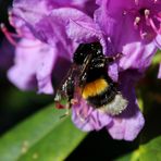 in unserem Rhododendron ...