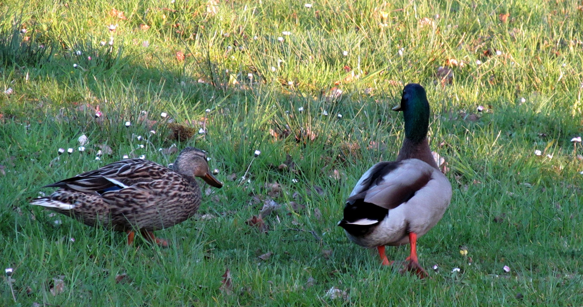 in unserem Stadtpark .............