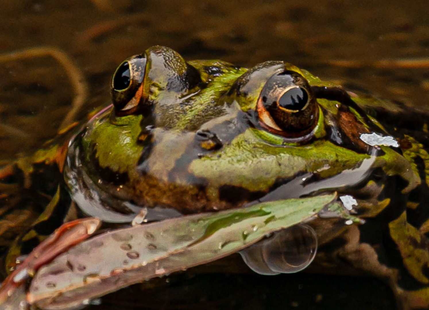 In unserem Teich 4 Foto & Bild tiere, wildlife, amphibien & reptilien