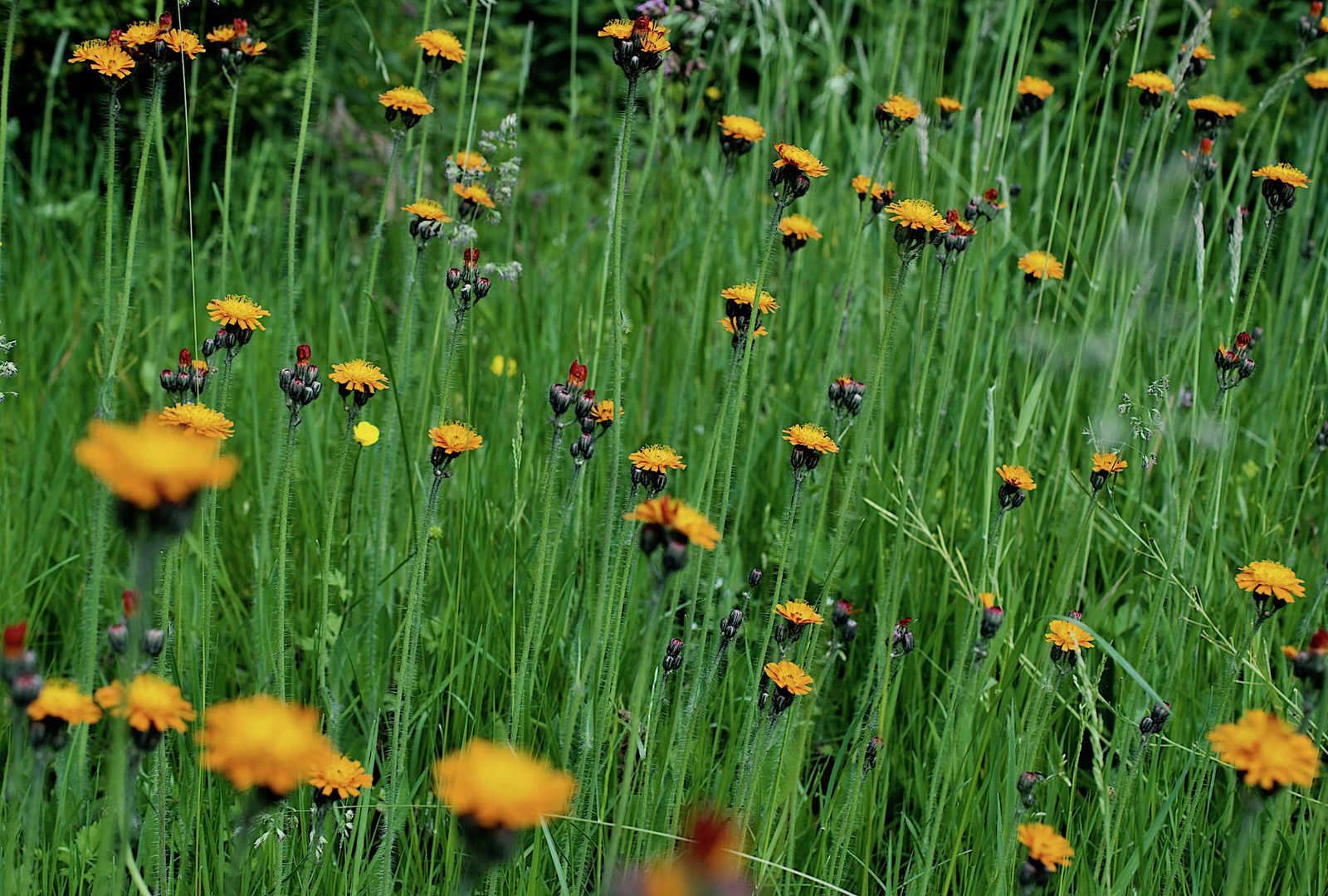 In unserem verwilderten Garten