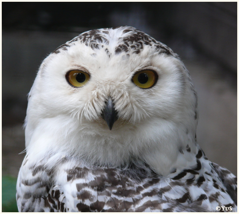 In unserem Vogelpark