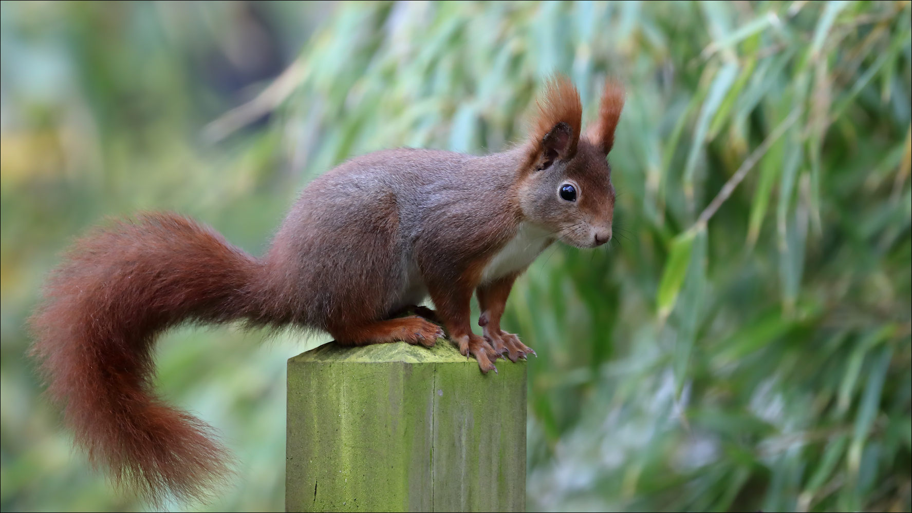 In unseren Garten...