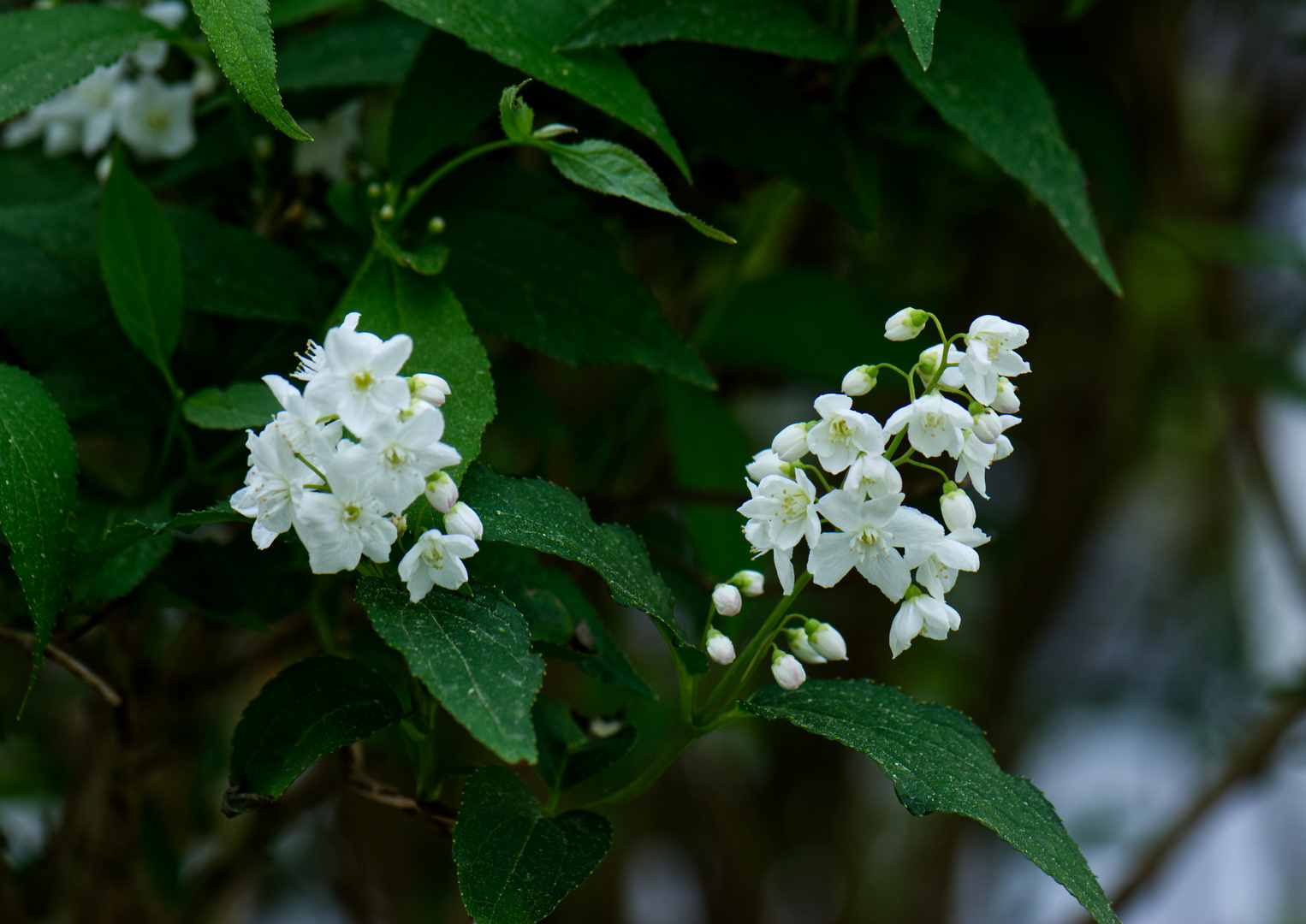 In unseren Garten 