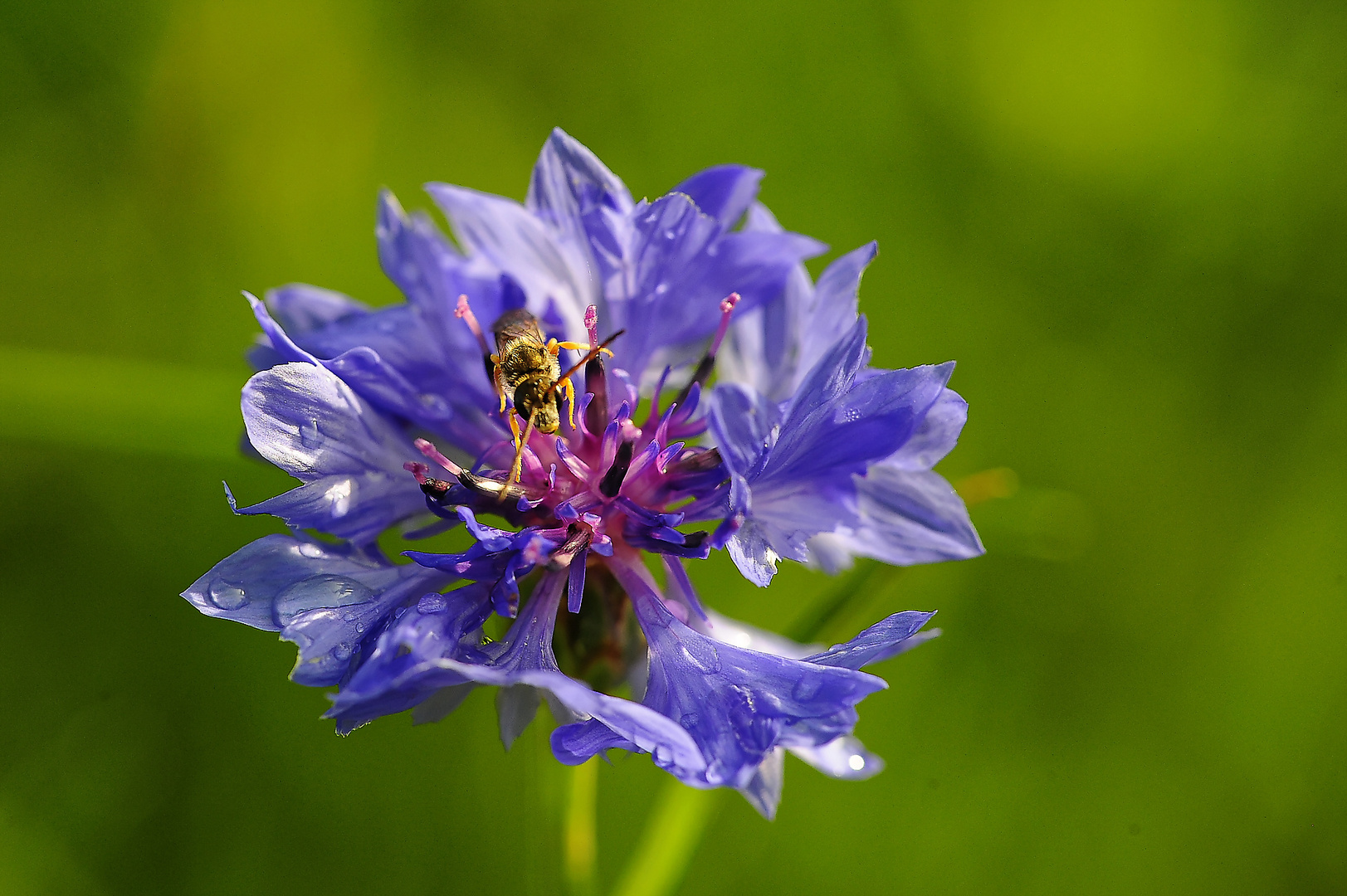 In unserer Wildblumenwiese direkt nach dem Regen