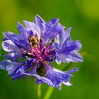 In unserer Wildblumenwiese direkt nach dem Regen