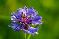 In unserer Wildblumenwiese direkt nach dem Regen