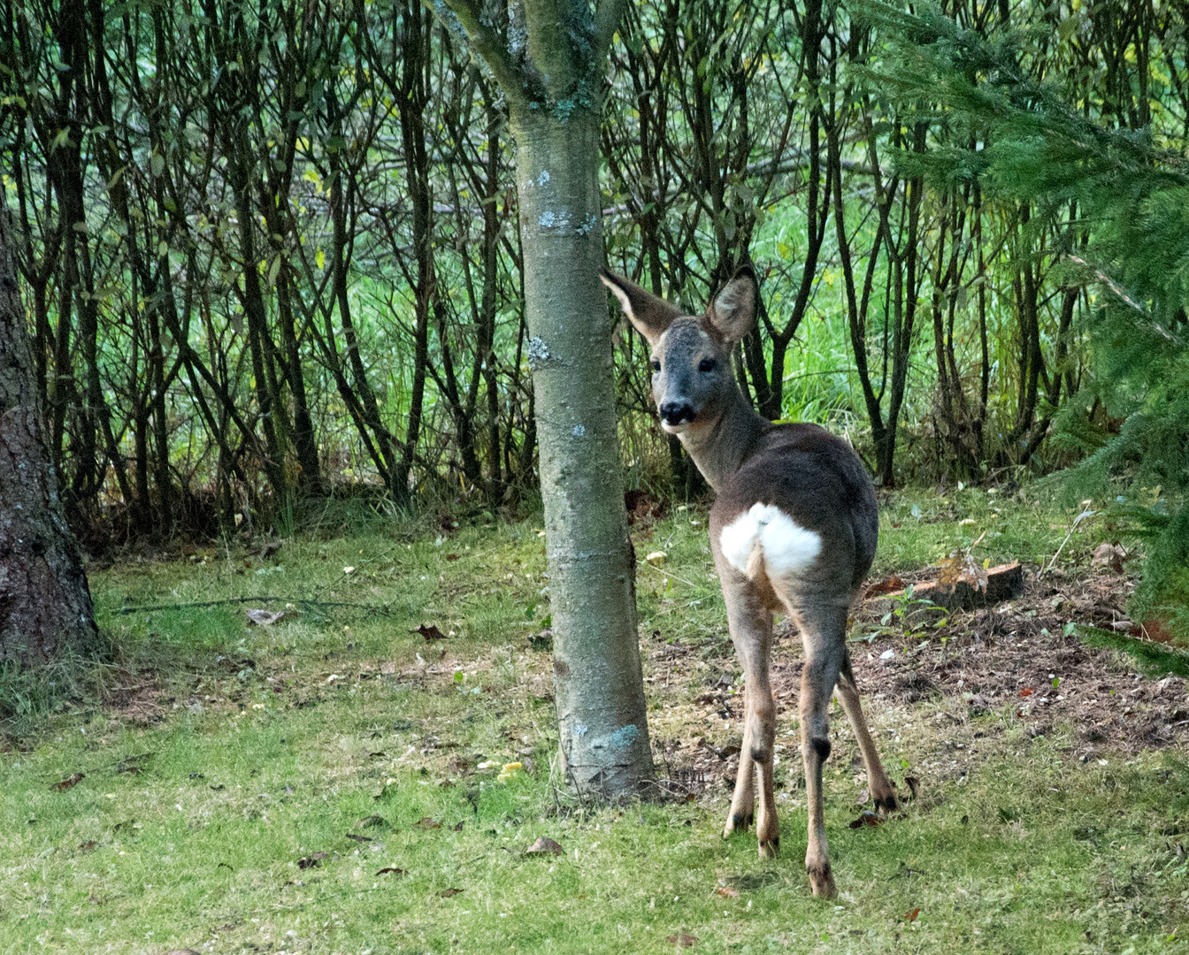 In unserm Garten