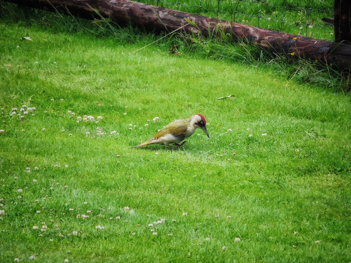 In unserm Garten