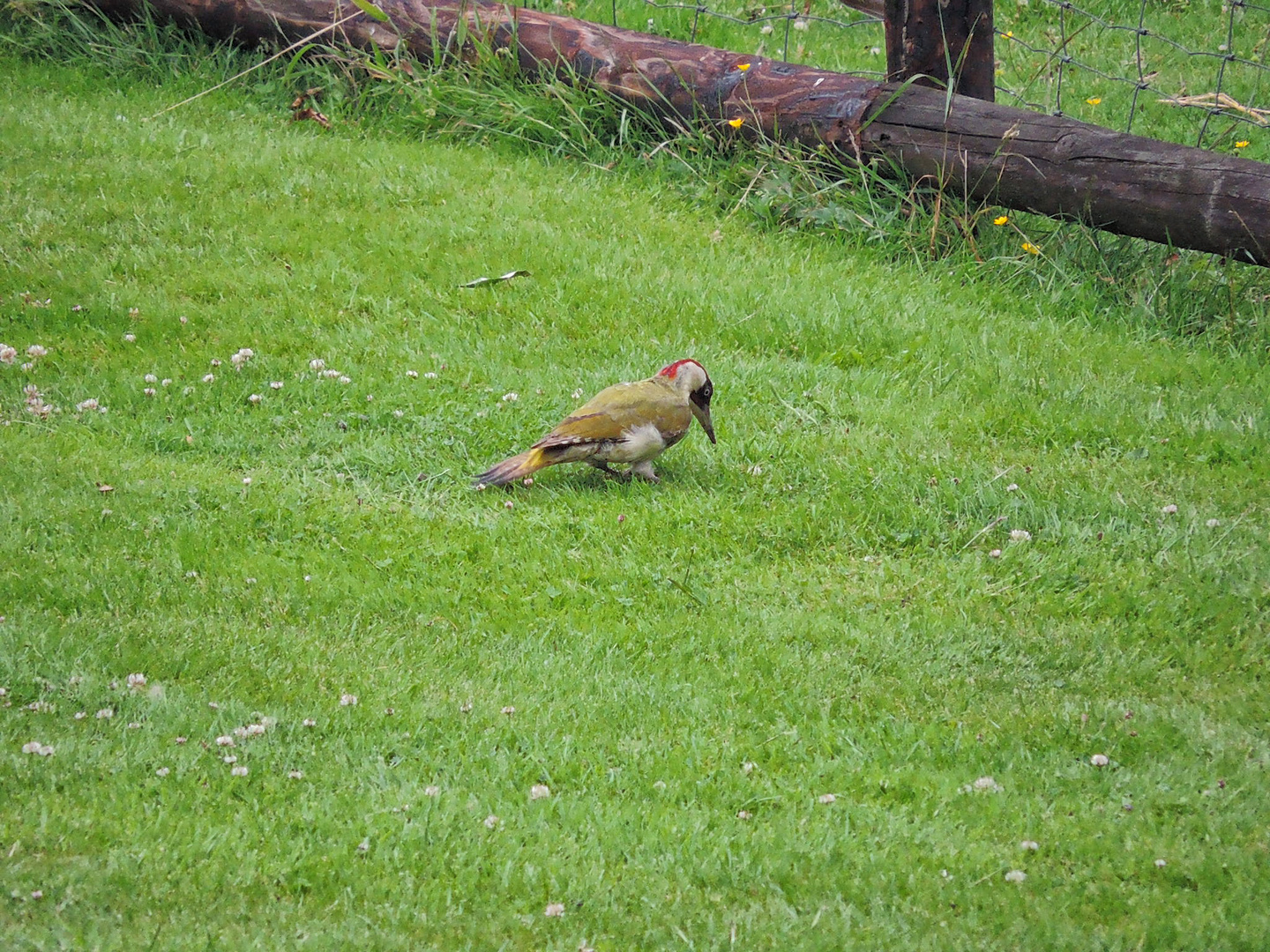 In unserm Garten