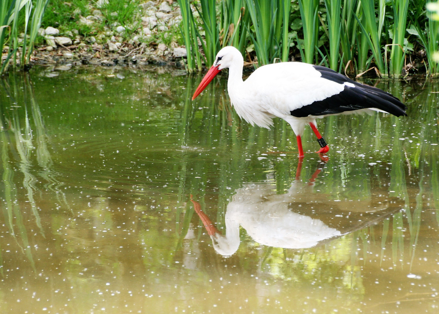 In unserm Weiher gehet was!