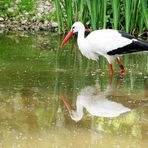 In unserm Weiher gehet was!