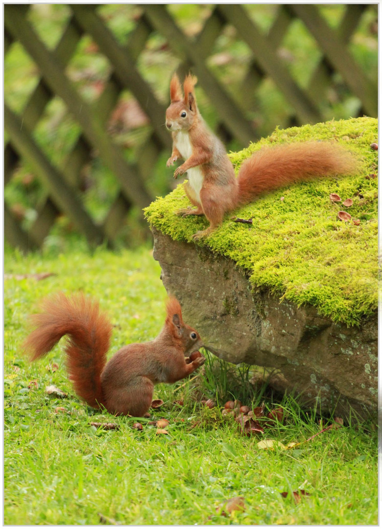 In unsern Garten fühlen sie sich wohl,Tom und Cherri