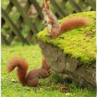 In unsern Garten fühlen sie sich wohl,Tom und Cherri