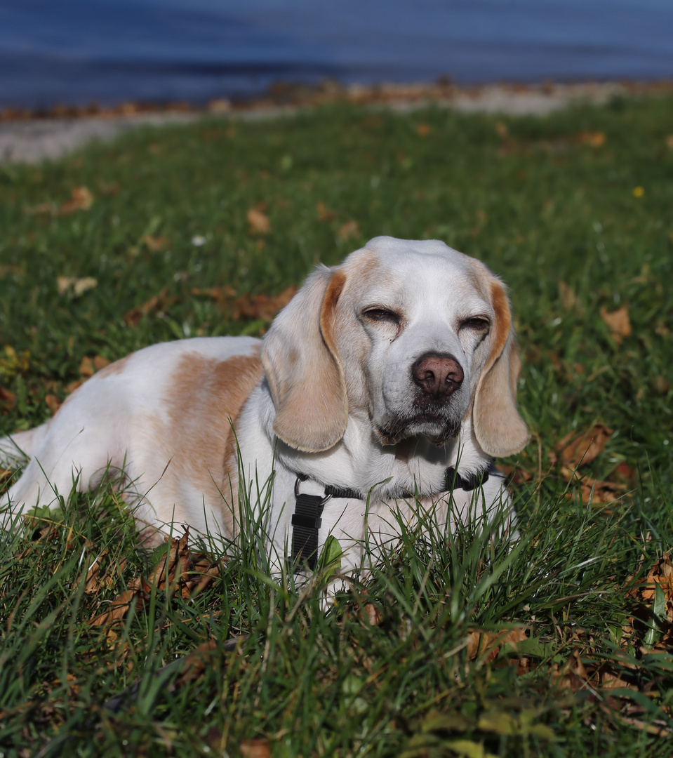 in urlaubsstimmung ist mein beagle elvis....