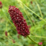 In Vergessenheit geraten - Der große Wiesenknopf