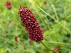 In Vergessenheit geraten - Der große Wiesenknopf