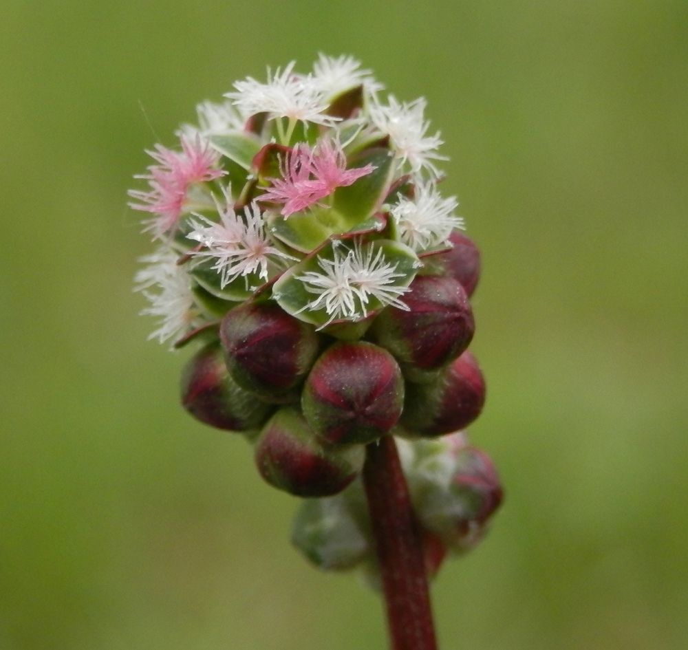 In Vergessenheit geraten - Der kleine Wiesenknopf (Sanguisorba minor)