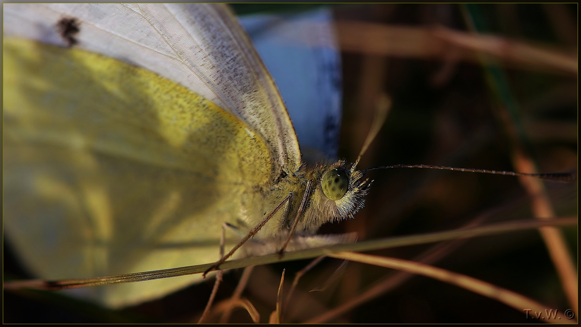 In view of the Apollo butterfly