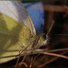 In view of the Apollo butterfly