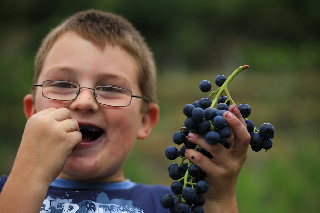 In Vino Veritas