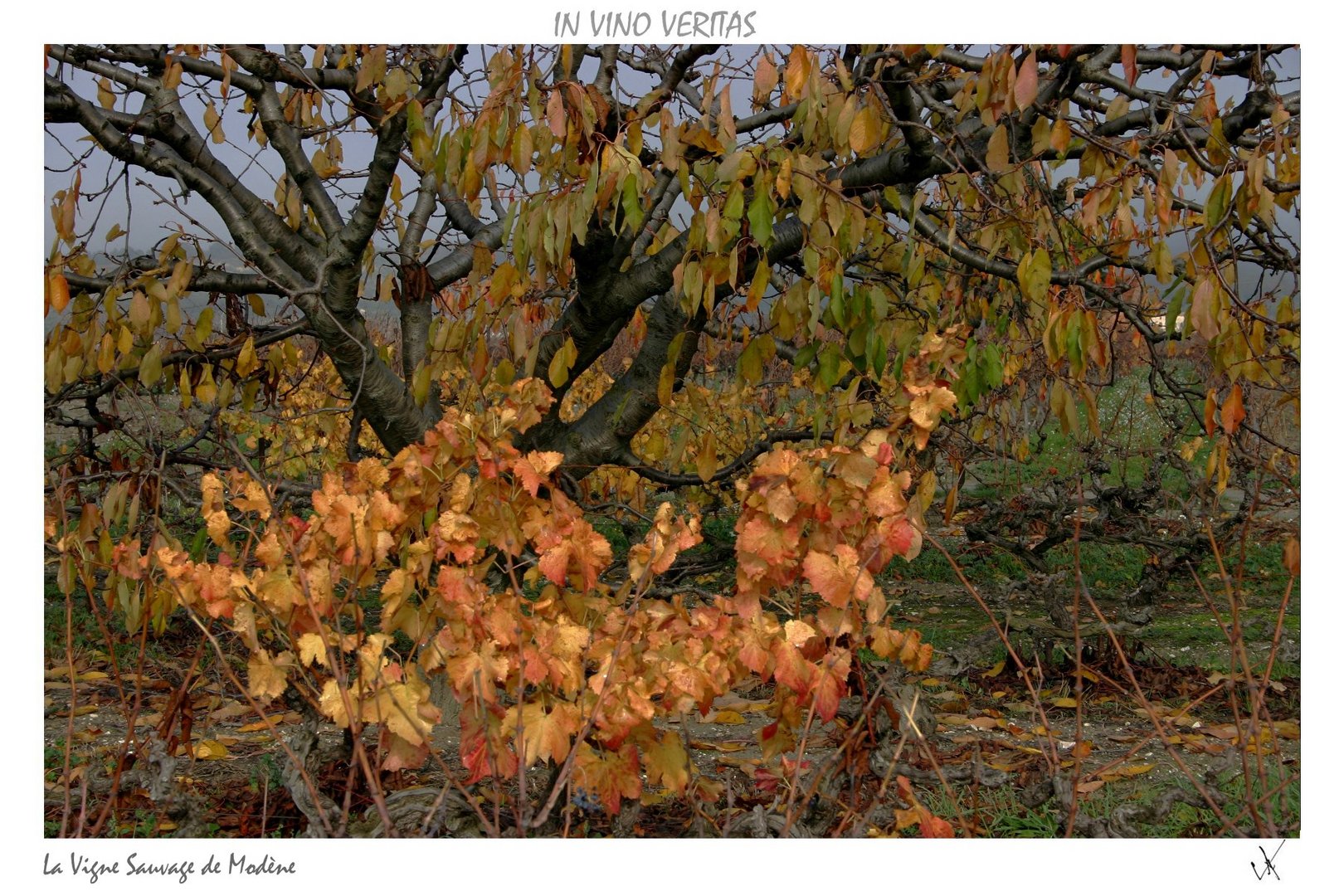 IN VINO VERITAS La vigne sauvage de Modène