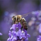 in violett getauchtes Bienchen