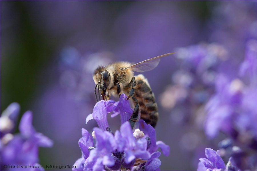 in violett getauchtes Bienchen