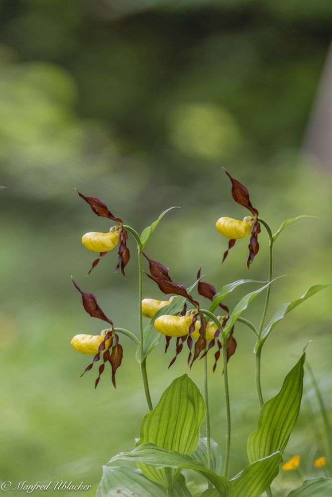 In Vollblüte ...