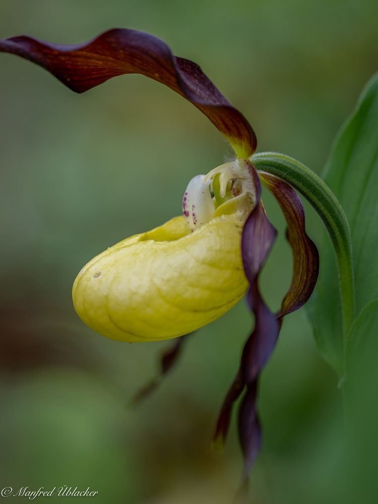 In Vollblüte ...