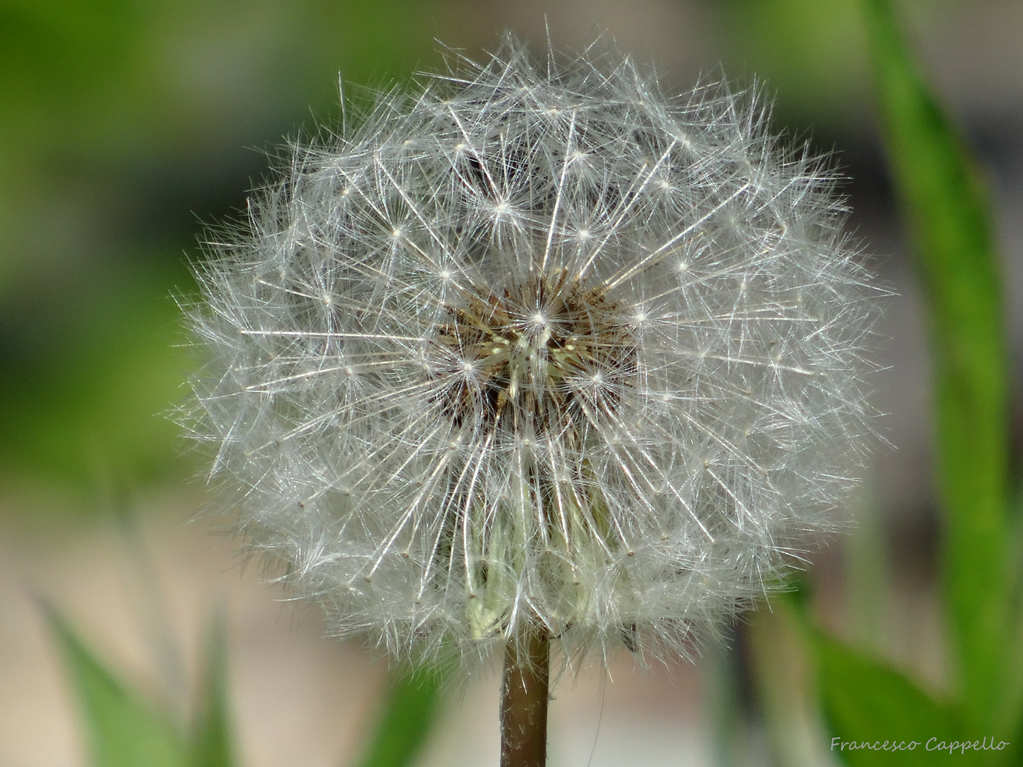 in Vollblüte