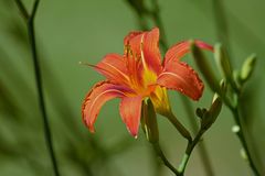 In volle Blüte.