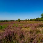 In volle Blüte - Fischbeker Heide 