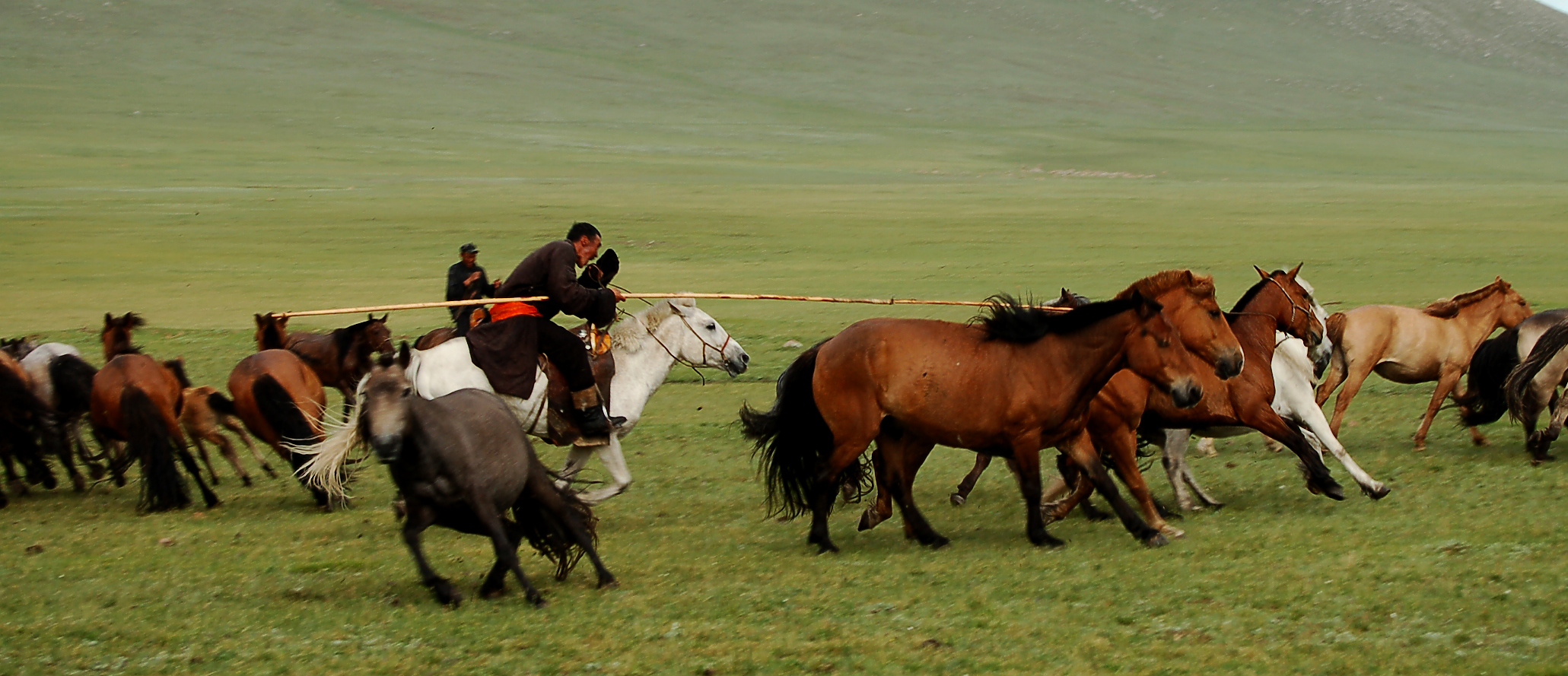 In vollem Galopp