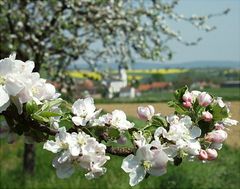 In voller Blüte ...