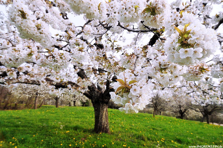 In voller Blüte