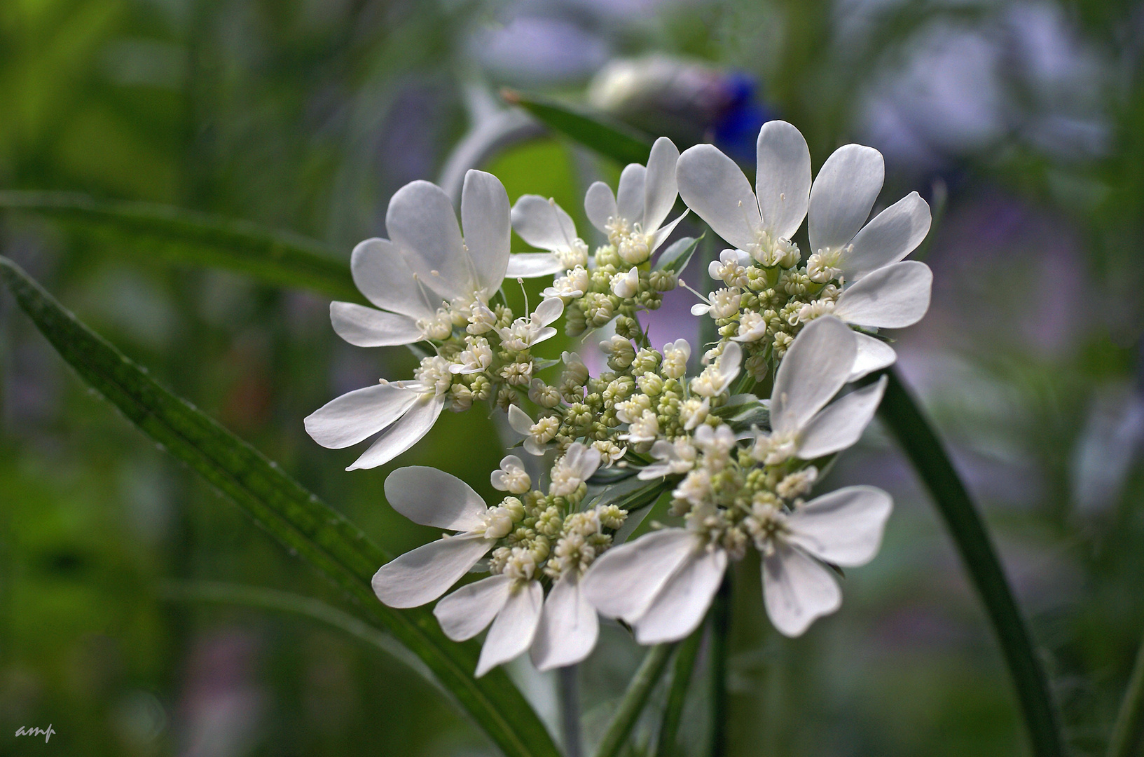 in voller Blüte