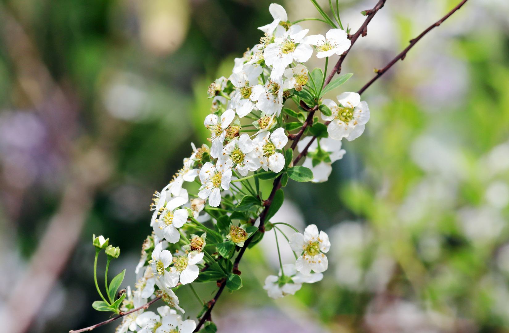 in voller Blüte