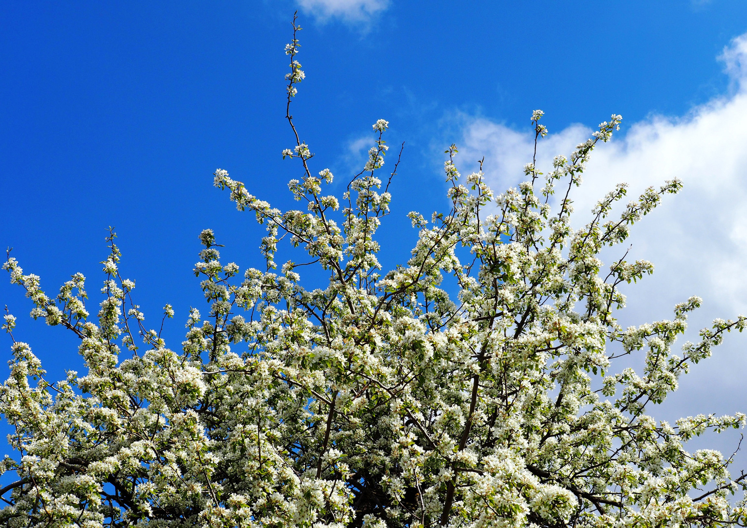 In voller Blüte