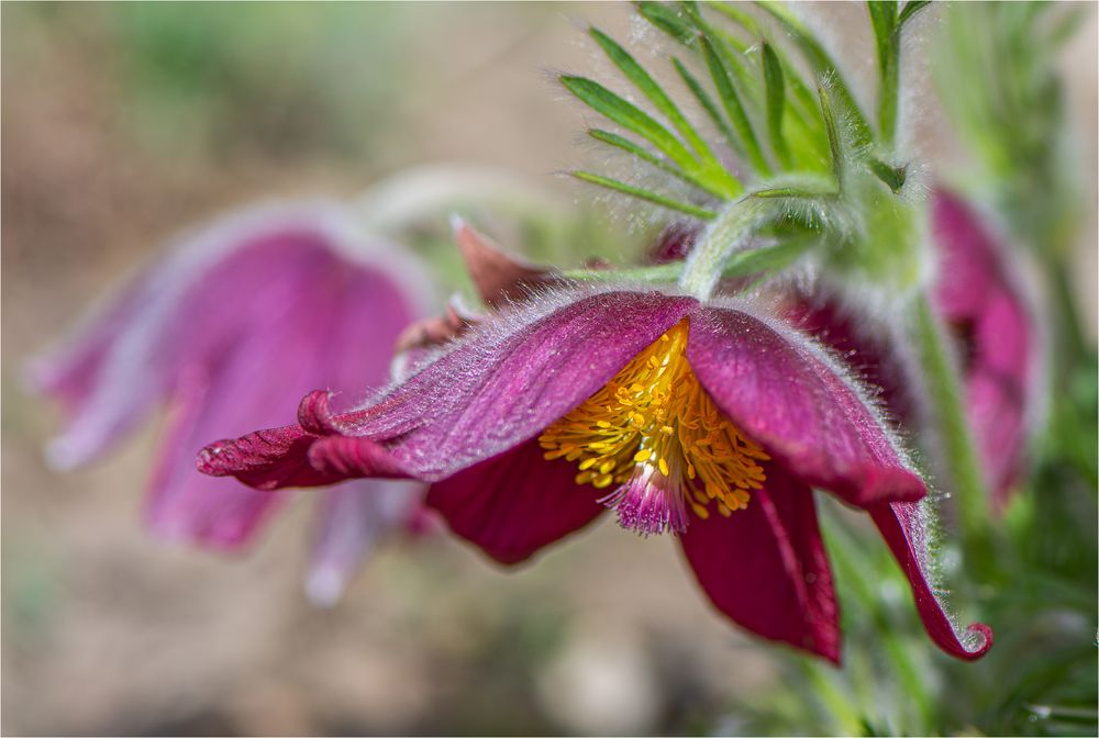 IN VOLLER BLÜTE