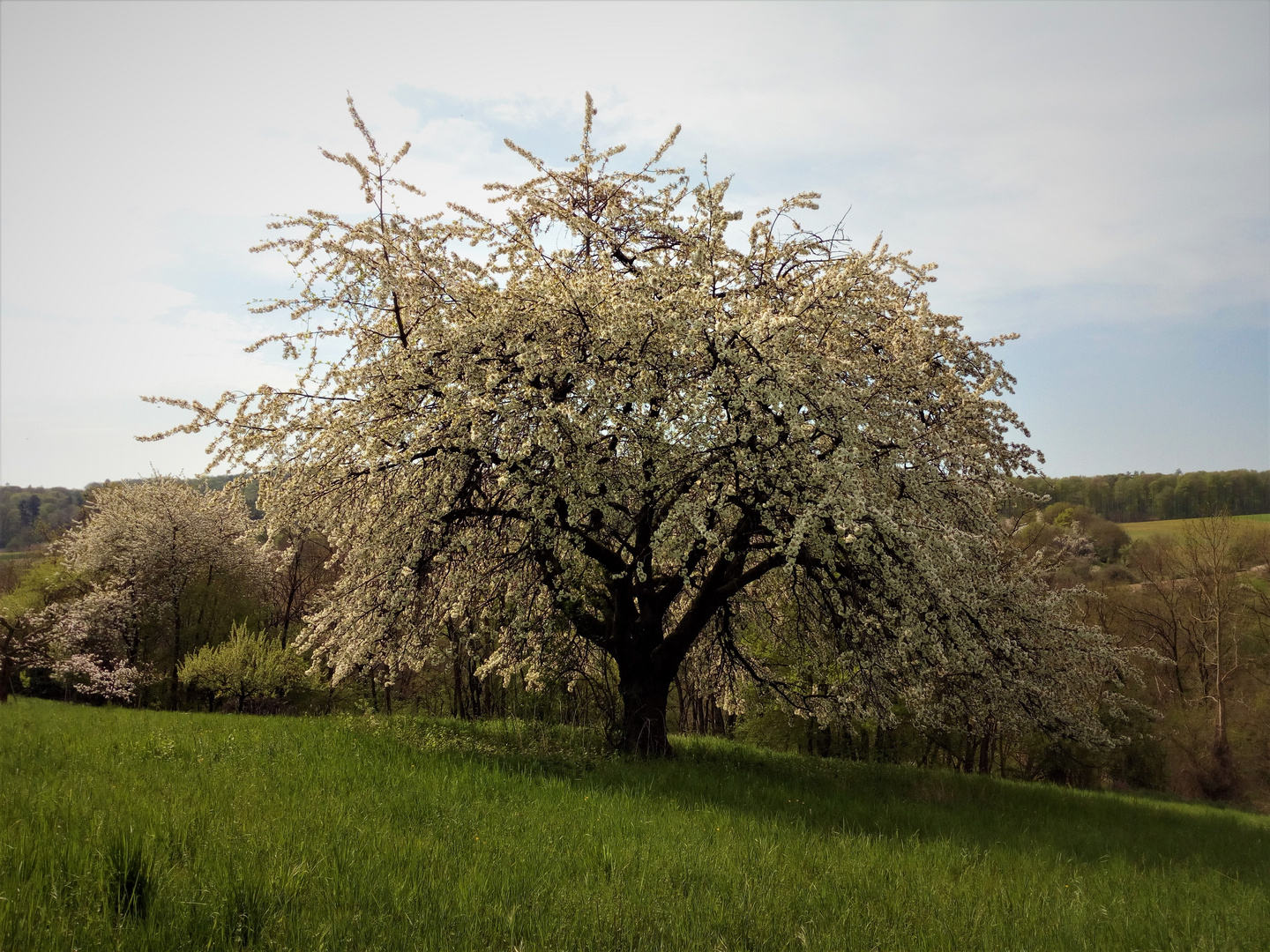 In voller Blüte