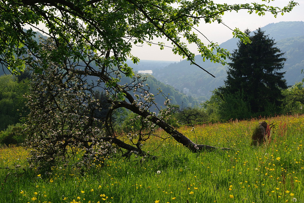 In voller Blüte!