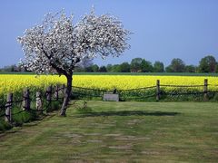 In voller Blüte